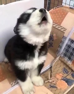 7.4K views · 1.1K reactions | Baby wolf | Husky Overload | Facebook