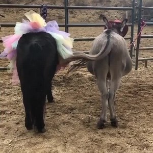 Monday mood sunsetranchhollywood.com | Sunset Ranch Hollywood