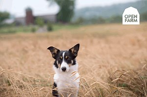 Sign up for Auto-Ship and save $30 when you use code '10X3' at checkout on PetFlow! Clean ingredients from a happy place. | Petflow