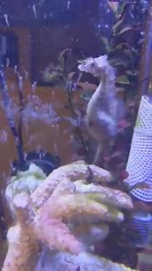 6K views · 135 reactions | When a male gives birth  | Animals Air Land and Sea | Facebook