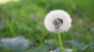 Taraxacum officinale o diente de león: video de stock (totalmente libre de regalías) 3710444145 | Shutterstock