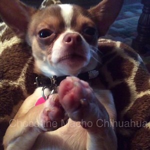 (Sheri Lynne Thomas) Prayer for Ava the furbaby❤️🐾🐶🙏🏻 | Choco the Macho Chihuahua