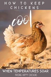 6 proven ways to keep backyard chickens cool when temperatures soar.