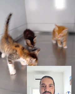 1.7K views · 39 reactions | Infectious Feline Rhinotracheitis by Dr. Jowad Timol of veterinaire.mu #veterinaire #Mauritius #chat #cliniqueveterinaire | Veterinaire Mauritius 24/7 | Facebook