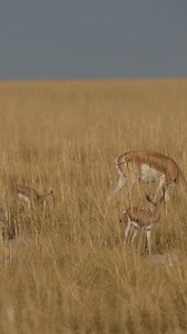 250K views · 7.1K reactions | Springboks at Etosha National Park in Namibia. #namibia #etosha #springboks #safari #travel #wildlife #traveller #visitnamibia #africansafari #explore #wildlifephotography #madbookings | Nwrnamibia | Facebook