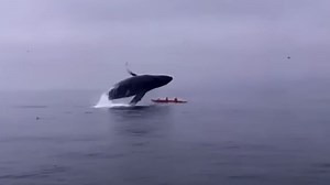 Whale Jumps Out Of Water And Lands On Two People In A Kayak