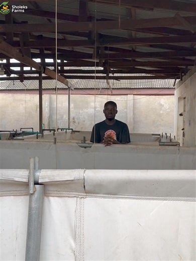 145K views · 82 reactions | Difference between the CLARIAS CATFISH &...