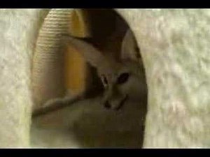 Fennec Foxes Eating Gold Fish