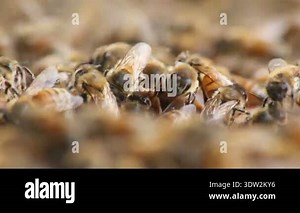 Queen bee honey industry in Hawaii