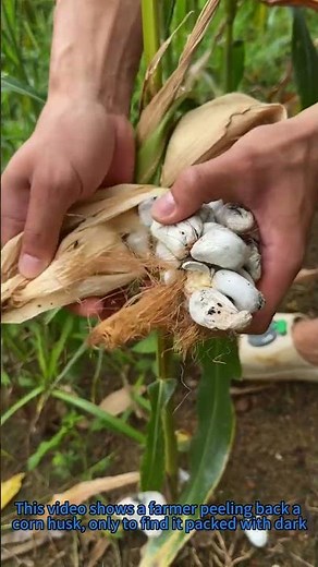 Corn Smut Surprise: Farmer’s Hidden Harvest