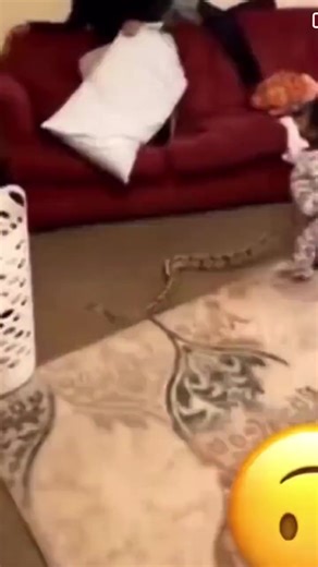 26K views · 42 reactions | Baby surprises mother with a snake she found outside | SADC TV | Facebook