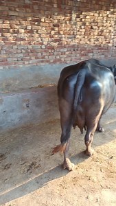 Bull mating on Reels