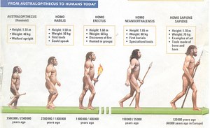 Evolution Grade 12 Term 3 Revision Notes: Life Sciences » My Courses