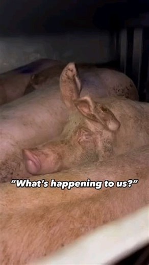 If you’re against ‘animal abuse’ but support industries that needlessly breed, exploit, and slaughter animals, you’re not against ‘animal abuse’, you are a paying customer for it. Please align your actions with your morals and #GoVegan! 🎥 @stuttgartanimalsave | Los Angeles Animal Save