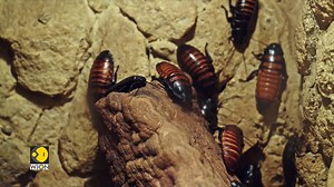 A tiny bug with big benefits Cockroach milk is here, and it’s packed with more nutrition than cow’s milk Mohammed Saleh brings you this report #CockroachMilk #Nutrition #AlternativeMilk | WION