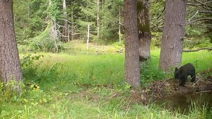 Black bear Mum & cubs crossing beaver dam & of course she has to stop to give my #trailcam a good sniff. (Browning Recon Force Advantage - Western Massachusetts) | CR Wildlife Cams