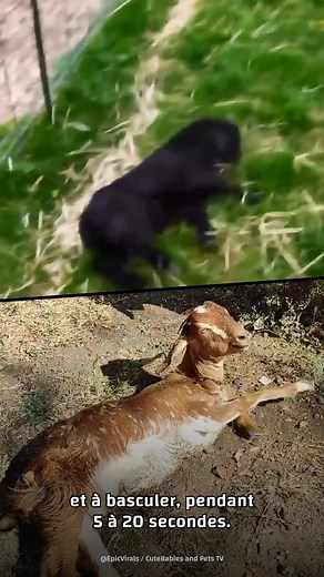 Avez-vous déjà vu une chèvre "morte" de peur ? 🐐 #CreaturesExtremes | Créatures Extrêmes