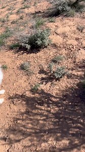 Aussies and Arrowheads✌🏼 #aussie #arrowhead #australianshepherd #artifact #colorado #coolfind #coupleberryfarms #getoutside #offthegrid #country #dirtroad | Couple Berry Farms