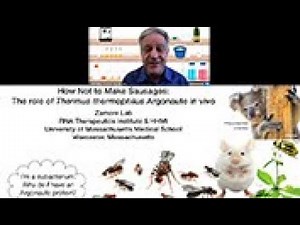 Adventures with the Argonautes