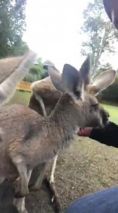 Anson Mount on Reels