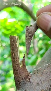 Persimmon grafting on spring - ninja grafting #grafting #graftingtechniques