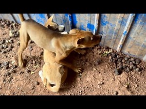 Excited Puppies Almost Start a Fight, But Love Wins