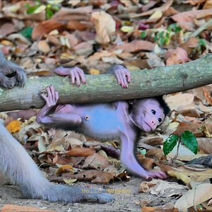 Precious baby Scout very active and frisky monkey baby #monkey #Stella #babymonkey #Scout | Hello Monkey