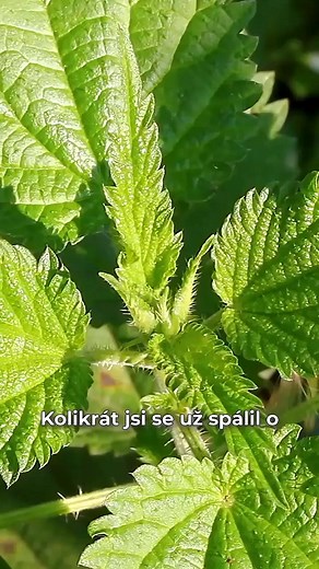 Maria Treben a léčivá síla kopřivy: Proč ji zařadit do svého života?👇Více v prvním komentáři👇 | Milujem Slovensko