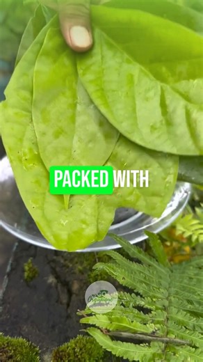 Avocado Leaf Tea Natural Drink for Kidneys, Skin, and Blood Pressure #health #healthtips #HealthTea #avocado | Go Organique Main