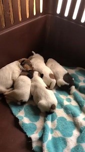 16 reactions | (with sound) Check out Lucy and Rufus five pups born on 10/6. These 3 male and 2 female pups will be broken to rough coat and will shed LESS than the smooth coat!! They will be ready to go to their forever home on December 3. Our longer hair pups sell for $950 and can be shipped for $400. Call Jolene at 985-981-1161 and check out the website at snowcreekjackrussell.com for mofre information. We are located in Amite Louisiana. | Snow Creek Jack Russell | Facebook