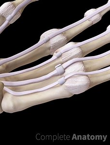 Trigger finger is a condition of the hand that limits finger movement. It is characterized by the inability to straighten a finger from a flexed position. It occurs due to tenosynovitis caused by inflammation of the tendon sheaths surrounding the flexor digitorum profundus and flexor digitorum superficialis. The swelling and inflammation prevents the tendon from gliding smoothly through the sheath, and thus the finger gets stuck in the bent position and then snaps back into place. Initial treatm