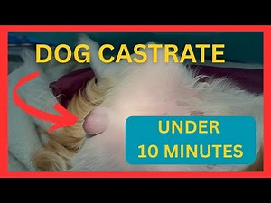 Dog Castration in Under 10 Minutes | Real Vet Surgery