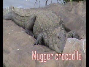 Mugger crocodile