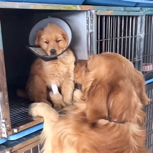 Mom went to visit her sick baby boy in the emergency room! | Pets Lab