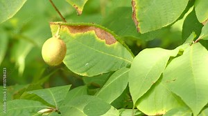 Aesculus parviflora (bottlebrush buckeye) is species of buckeye. It is also called dwarf horse chestnut in recognition of its resemblance to its more famous relative horsechestnut. Видео Stock