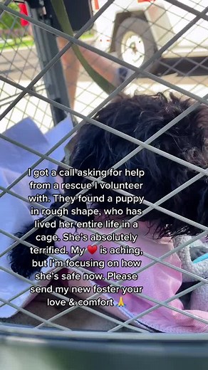 It’s been very hard to hold back the tears as she cowers & trembles, but I am staying strong for her. Meet my new foster puppy🥺 Based on her condition, she will be one of my more challenging rehabs (but I’m ready for it, I’m all in) 💯 I’ve spent the last 48 hours scaling back my work schedule (which candidly, as a 1 woman show in my work, is terrifying) & I have cancelled all plans to focus on this nervous little one. She is 💯 worth it… Should i share her progress as I foster her? Let me know