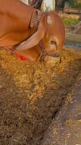 42K views · 1.9K reactions | Wanda time . . . . . #familyphotography #beast #shoq #beautiful #family #health #cow #Mashallah #cute #big #love #f4f #Gaints #huge #farm #AmaZing #newbornphotography #Cattle #bodybuilder #calf #prints #beauty #cattlefarm #Mandi #BeggestBull #bakraeid #Bakra_Eid #beauties #maweshimand #bulls #TopBeauty #MandiCattleLover #SHOUKEEN #reels #fbreels #foryourpageシ #sukoon #cattlefarming #cattlemens #cattlemarket #wanda | Mandi Cattle lover | Facebook