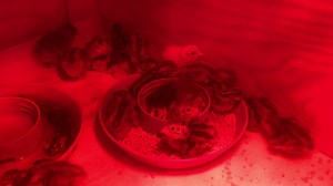 1.7K views · 26 reactions | Exciting things at our office today, the baby quails are hatching!! Mark your calendars for our 2nd Annual Farm Festival May 7&8 to see them and more of your favorite farm moms and babes!  #VirginiaAgriculture #farmfestival | State Fair of Virginia | Facebook