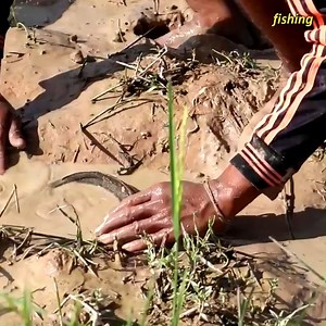 1.2K views · 18 reactions | Catch fish when the weather is Dry during the harvest season | Fishing | Facebook