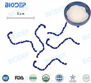 [Hot Item] Leuconostoc Mesenteroides Subsp. Mesenteroides for Kimchi and Fermented Milk