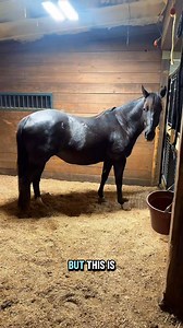 710K views · 42K reactions | Raven is 300 days pregnant today! | Katie Van Slyke | Facebook