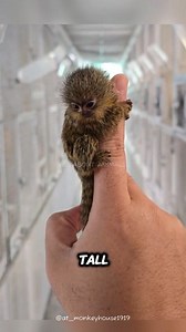 3.4K views · 65 reactions | Pygmy Marmoset The Tiny Wonder of the Amazon #pygmymarmoset #fingermonkey #monkey #wildlife #animals | All About Animals | Facebook