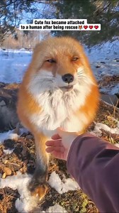2.5K views · 413 reactions | Cute fox became attached to a human after being rescue #fox #foxy #babyfox #catsoffacebook #animals #cuteanimals #virals #fyp #viralshorts | Cute Animals | Facebook