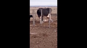 Piglets Nurse From Cow