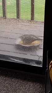 He rilly gobbling it down | Burds ARE Real