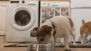 24 reactions | Starters is it? When are the crispy won tons due? Should Filo gobblesavage? ....and finished. | Fabulous Filo and her Fantastic Friends. | Facebook