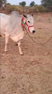 #tharparkarcow 18 लिटर दूध छमता सेल के लिए उपलब्ध है संपर्क करें 9518239875 📞