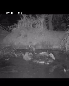 Aquele banho caprichado! 😎💦🚿 Segue no insta: @treslagoasmilgrauu #treslagoasmilgrauu #treslagoasms #tamanduábandeira #pantanal #ms #pantanal #matogrossodosul | Três Lagoas Mil Grau