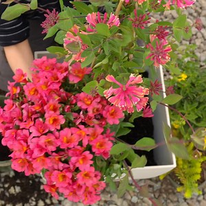 A container is all you need to attract #hummingbirds to your garden! @MonroviaPlants shows us how, with bright Alstromeria flowers, nectar-rich lantana, and tube-shaped honeysuckle, perfectly shaped for their little beaks to sip! Come in to JVI Secret Gardens to see which #hummingbird plants we recommend for our area - we can help you fill a container, or a whole section of your garden! | JVI Secret Gardens