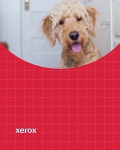 Έφτασαν οι νέοι βοηθοί εργασίας σας! Η σειρά εκτυπωτών Xerox AltaLink C8100/B8100 με εφαρμογές #ConnectKey και ευέλικτη αυτοματοποίηση, είναι ειδικά σχεδιασμένη για να υποστηρίζει την ομάδας σας εντός και εκτός γραφείου ➡ https://xerox.bz/3iXWZMY | Xerox | Facebook